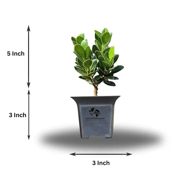 Ficus_Bonsai_Plant_With_Pot_-_Pack_Of_4