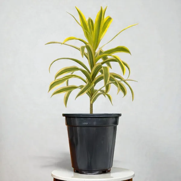 Dracaena_Reflexa_Live_Plant_With_Pot_Pack_Of_4