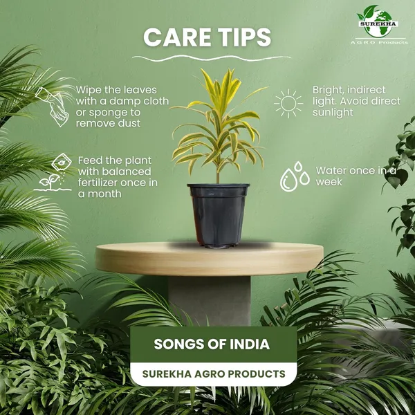 Dracaena_Reflexa_Live_Plant_With_Pot_Pack_Of_4