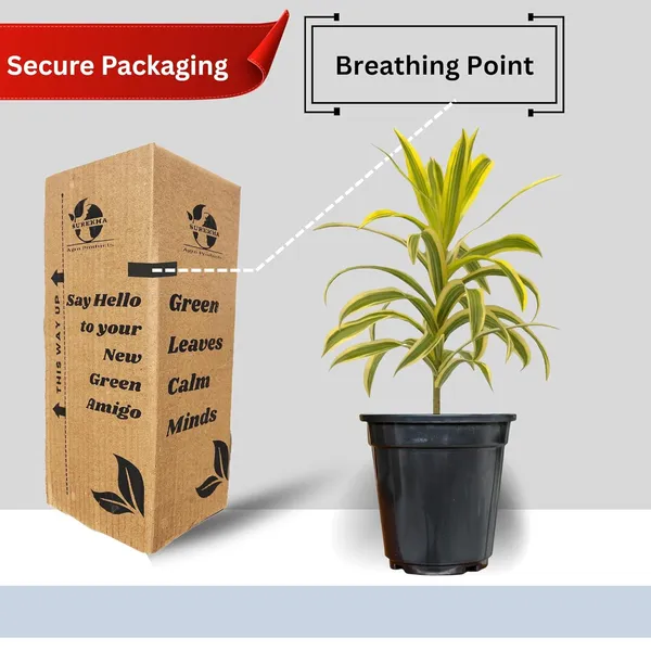 Dracaena_Reflexa_Live_Plant_With_Pot_Pack_Of_4