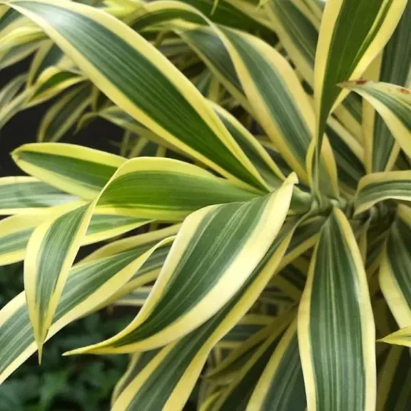 Dracaena_Reflexa_Live_Plant_With_Pot_Pack_Of_4