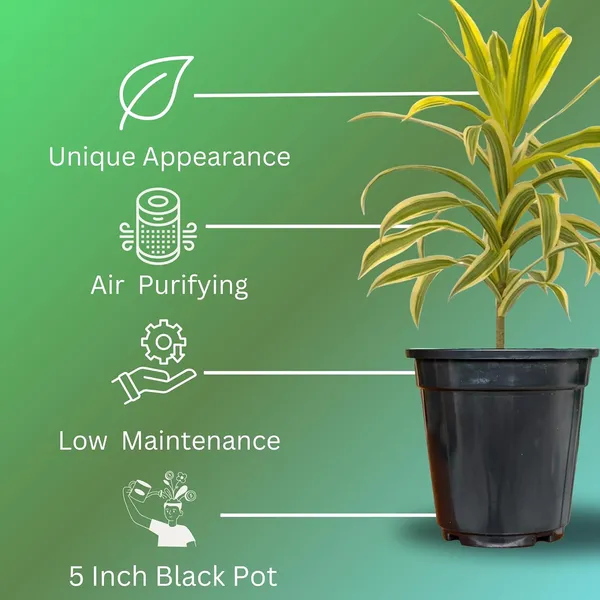 Dracaena_Reflexa_Live_Plant_With_Pot_Pack_Of_4