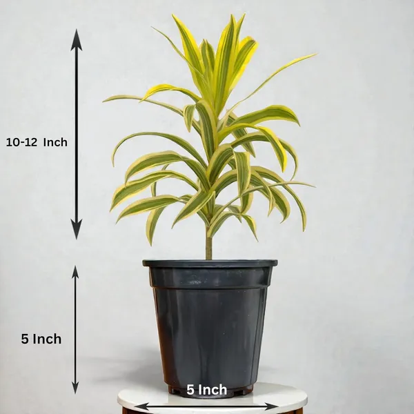 Dracaena_Reflexa_Live_Plant_With_Pot_Pack_Of_4