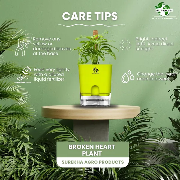 Philodendron_With_Self_Watering_Pot_And_Moss_Stick