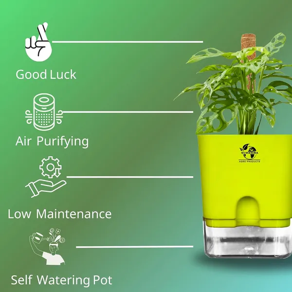 Philodendron_With_Self_Watering_Pot_And_Moss_Stick