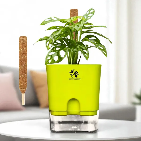 Philodendron_With_Self_Watering_Pot_And_Moss_Stick