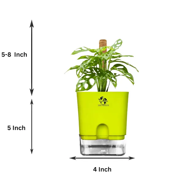 Philodendron_With_Self_Watering_Pot_And_Moss_Stick