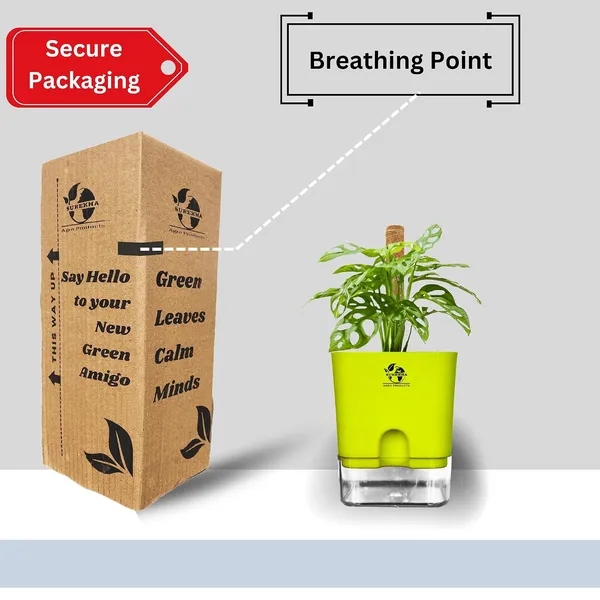 Philodendron_With_Self_Watering_Pot_And_Moss_Stick