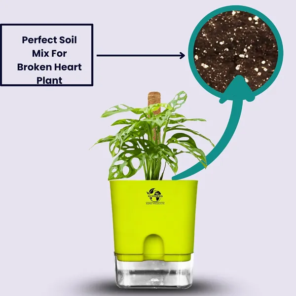 Philodendron_With_Self_Watering_Pot_And_Moss_Stick