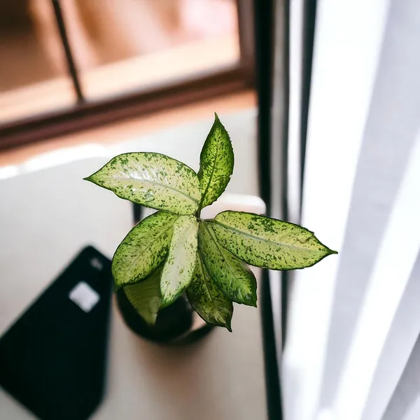 Aglaonema_Indoor_Plant_In_Pot
