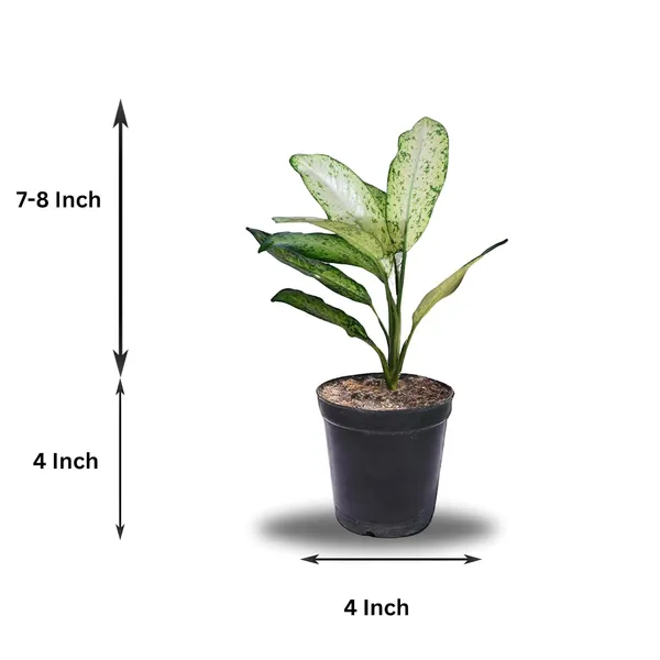 Aglaonema_Indoor_Plant_In_Pot