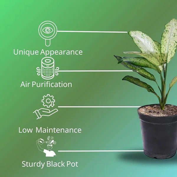 Aglaonema_Indoor_Plant_In_Pot