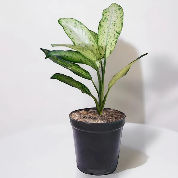 Aglaonema_Indoor_Plant_In_Pot