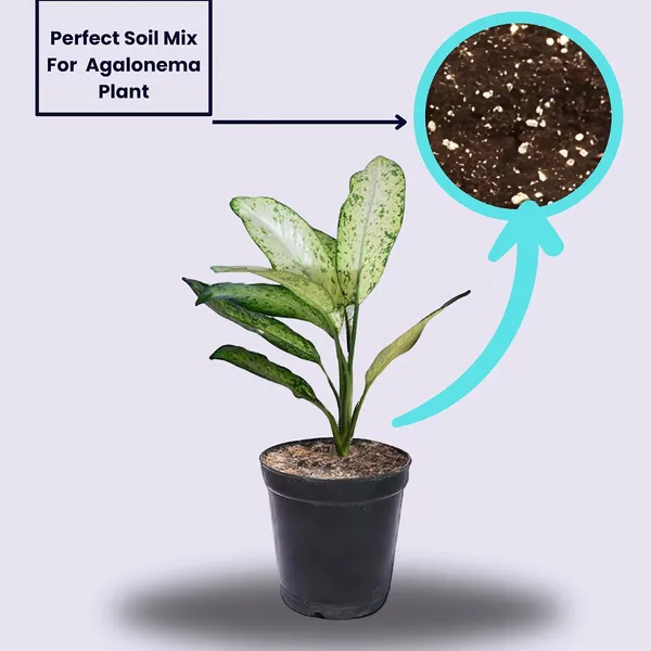 Aglaonema_Indoor_Plant_In_Pot