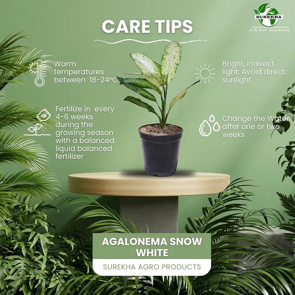 Aglaonema_Indoor_Plant_In_Pot