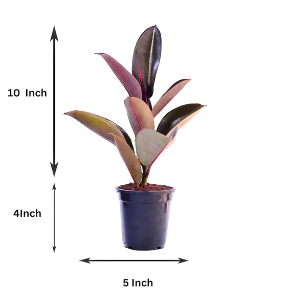 Rubber_Plant_With_Self_Watering_Pot