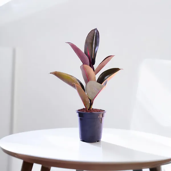 Rubber_Plant_With_Self_Watering_Pot