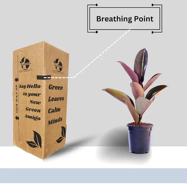 Rubber_Plant_With_Self_Watering_Pot