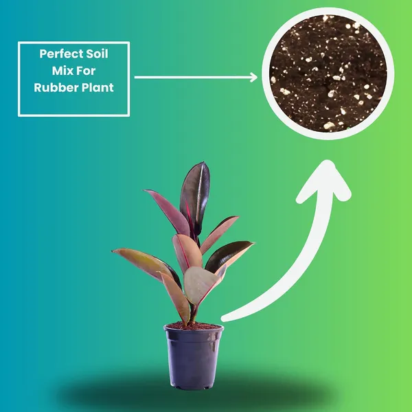 Rubber_Plant_With_Self_Watering_Pot