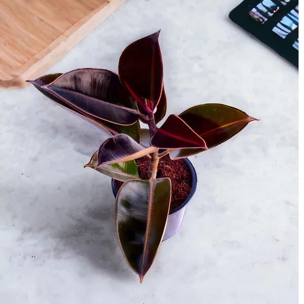 Rubber_Plant_With_Self_Watering_Pot