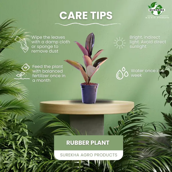 Rubber_Plant_With_Self_Watering_Pot