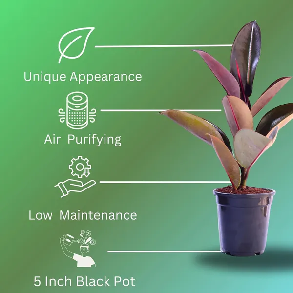 Rubber_Plant_With_Self_Watering_Pot