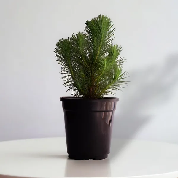 Dwarf_Pine_Tree_Live_Plant