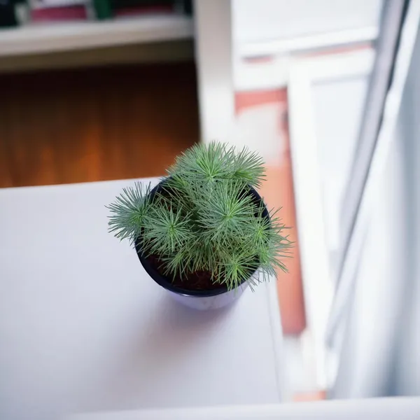 Dwarf_Pine_Tree_Live_Plant