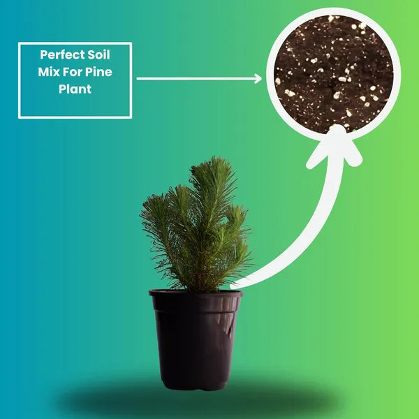 Dwarf_Pine_Tree_Live_Plant