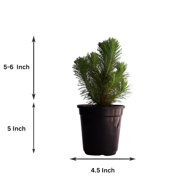 Dwarf_Pine_Tree_Live_Plant