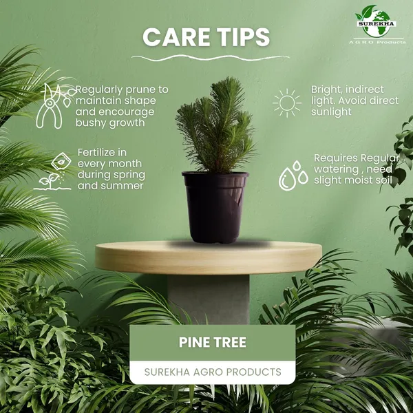 Dwarf_Pine_Tree_Live_Plant