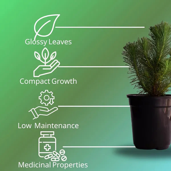 Dwarf_Pine_Tree_Live_Plant