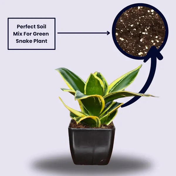 Snake_Plant_(Golden_Hahnii)_With_small_plastic_Pot_-_Pack_Of_2