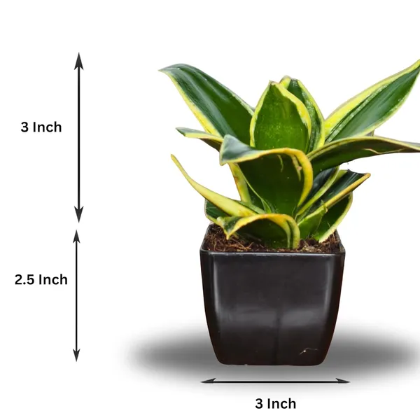 Snake_Plant_(Golden_Hahnii)_With_small_plastic_Pot_-_Pack_Of_2