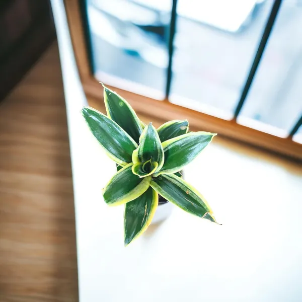 Snake_Plant_(Golden_Hahnii)_With_small_plastic_Pot_-_Pack_Of_2