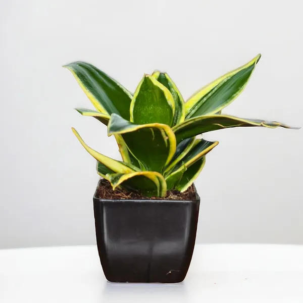 Snake_Plant_(Golden_Hahnii)_With_small_plastic_Pot_-_Pack_Of_2