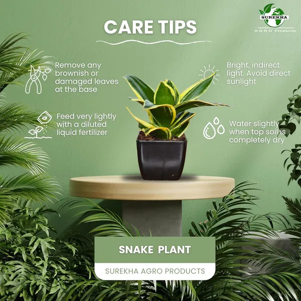Snake_Plant_(Golden_Hahnii)_With_small_plastic_Pot_-_Pack_Of_2