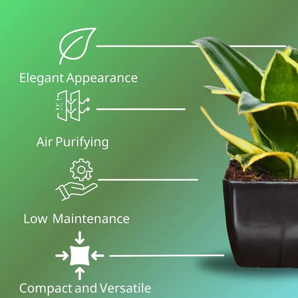 Snake_Plant_(Golden_Hahnii)_With_small_plastic_Pot_-_Pack_Of_2