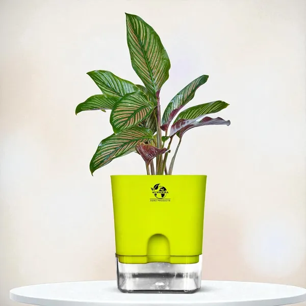 Calathea_Ornata_Live_Plant_In_Self_Watering_Pot