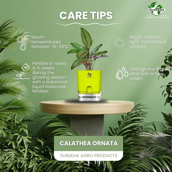 Calathea_Ornata_Live_Plant_In_Self_Watering_Pot