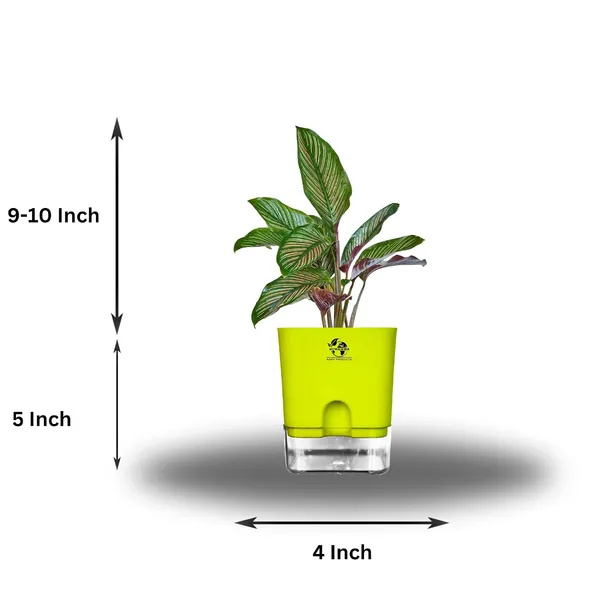 Calathea_Ornata_Live_Plant_In_Self_Watering_Pot