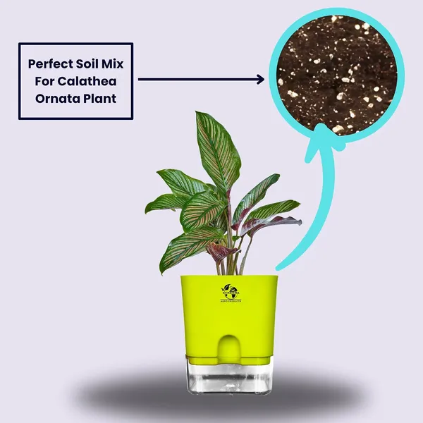 Calathea_Ornata_Live_Plant_In_Self_Watering_Pot