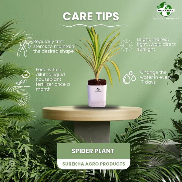 Spider_Plant_In_Self_Watering_Pot