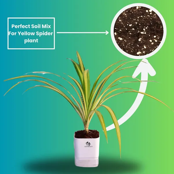Spider_Plant_In_Self_Watering_Pot