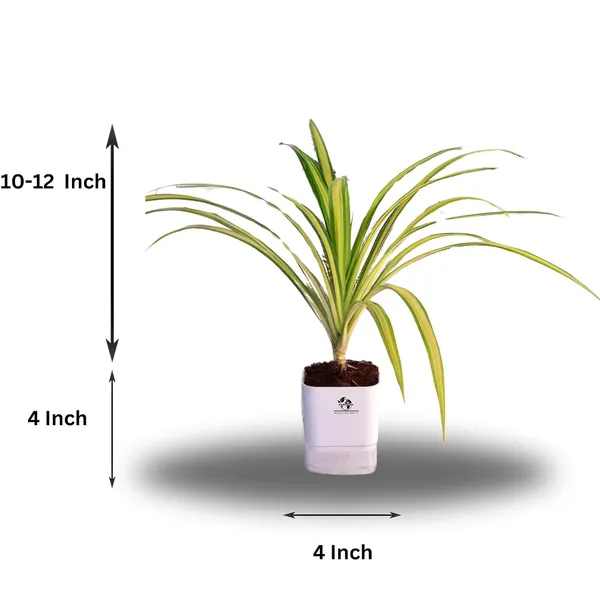 Spider_Plant_In_Self_Watering_Pot