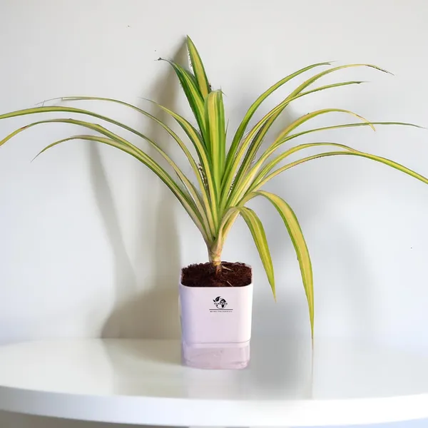 Spider_Plant_In_Self_Watering_Pot