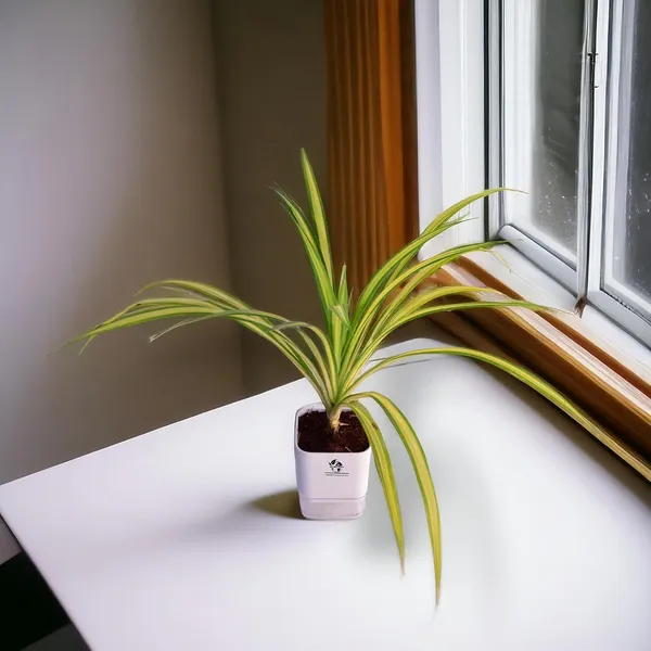Spider_Plant_In_Self_Watering_Pot