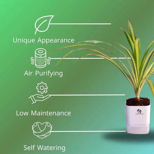 Spider_Plant_In_Self_Watering_Pot