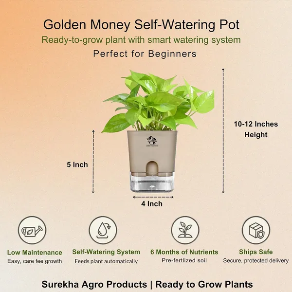 Golden_Money_Plant_In_Self_Watering_Pot