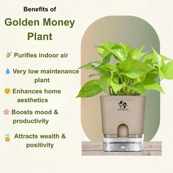 Golden_Money_Plant_In_Self_Watering_Pot
